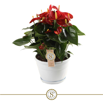 Anthurium 'Red Champion' F00000226