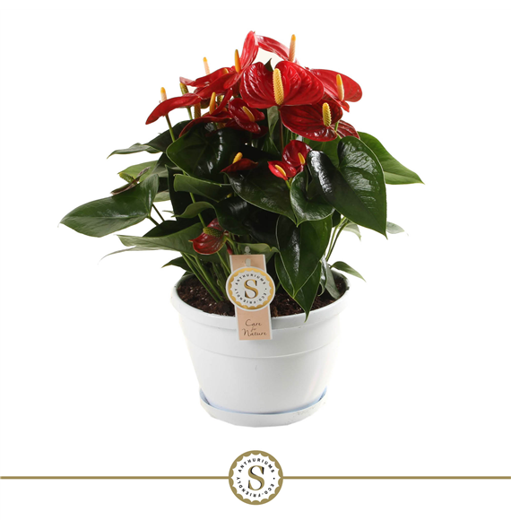 Anthurium 'Red Champion' F00000226