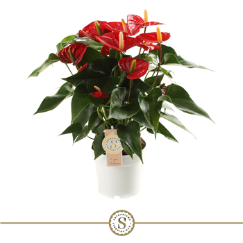 Anthurium 'Red Champion' F00000216