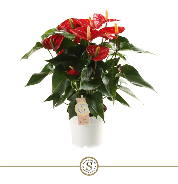 Anthurium 'Red Champion' F00000216