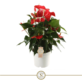 Anthurium 'Red Champion' F00000218