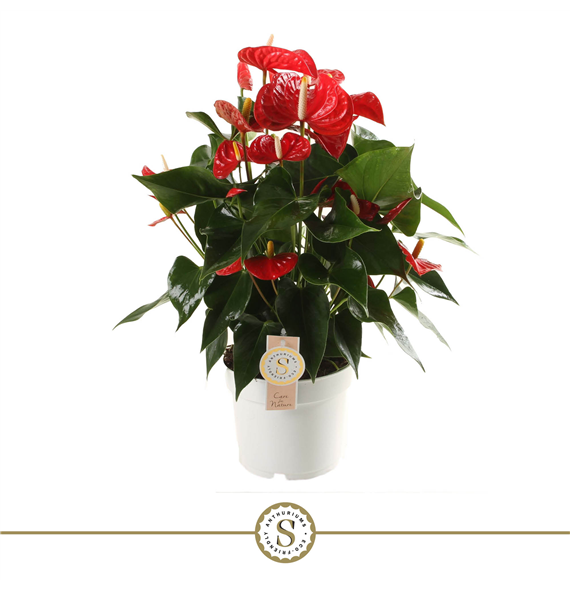 Anthurium 'Red Champion' F00000218
