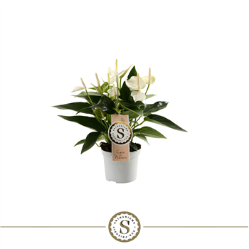 Anthurium 'White Champion' F00000222