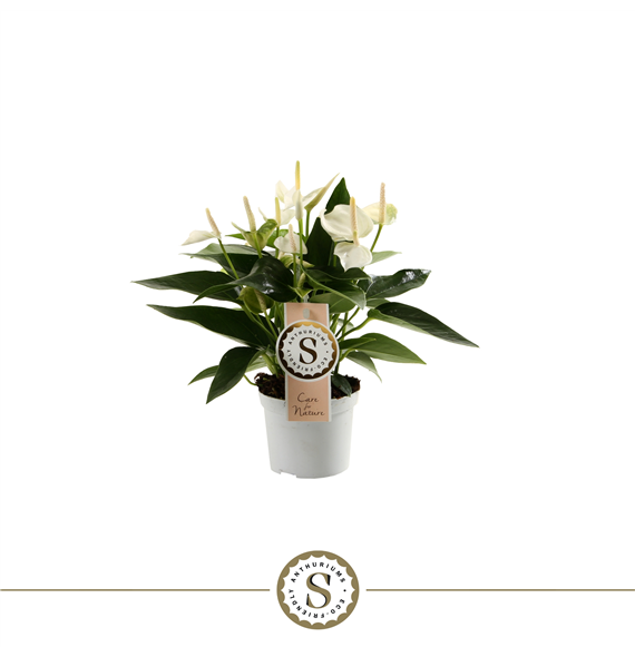 Anthurium 'White Champion' F00000222