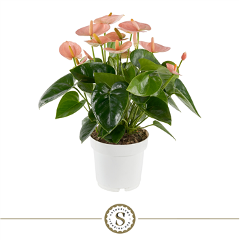 Anthurium 'Spirit' F00000224
