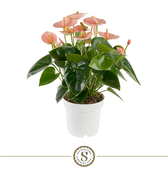Anthurium 'Spirit' F00000224