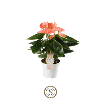 Anthurium 'Spirit' F00000051