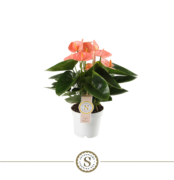 Anthurium 'Spirit' F00000051