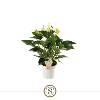 Anthurium 'White Champion' F00000274