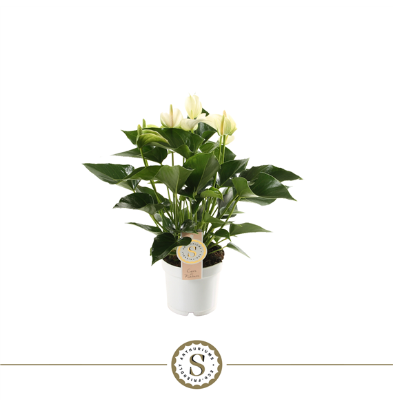 Anthurium 'White Champion' F00000274