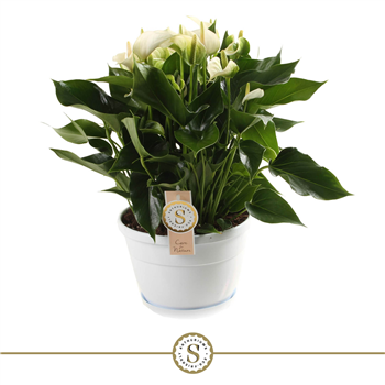 Anthurium 'White Champion' F00000211