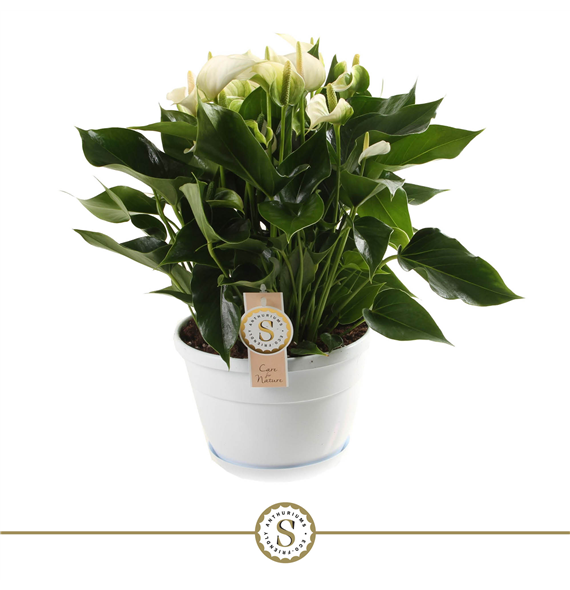 Anthurium 'White Champion' F00000211