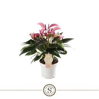 Anthurium 'Zizou' F00000235
