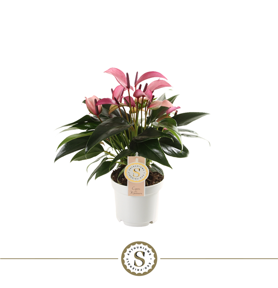 Anthurium 'Zizou' F00000235