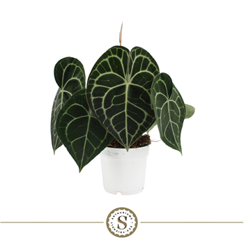 Anthurium Clarinervium F00000207