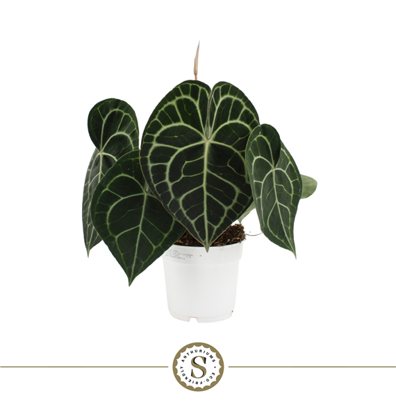 Anthurium Clarinervium F00000207