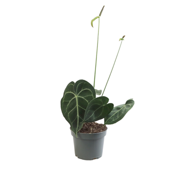 Anthurium Clarinervium 6/tray F00000825