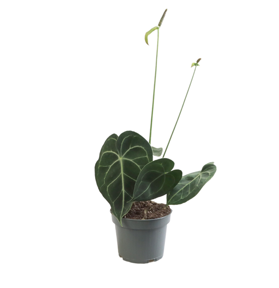Anthurium Clarinervium 6/tray F00000825