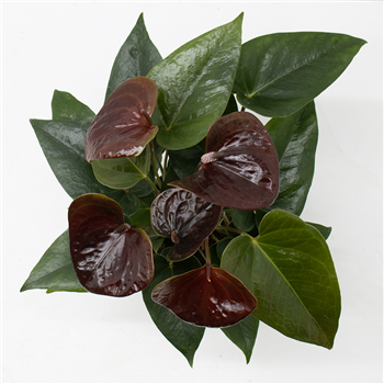 Anthurium Essencia F00001974