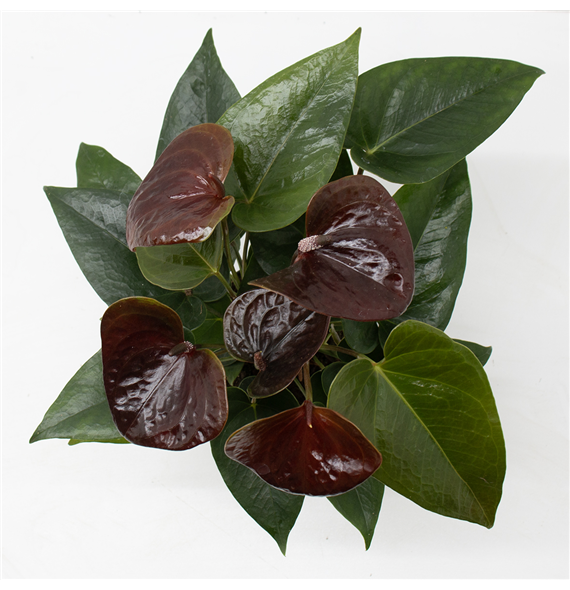 Anthurium Essencia F00001974