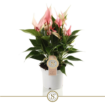 Anthurium Lilli F00000836