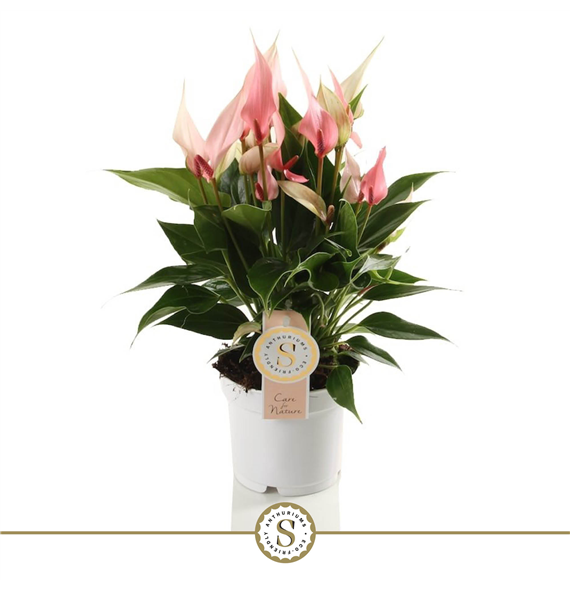 Anthurium Lilli F00000836