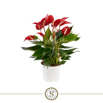 Anthurium Mille Fleurs Roja F00000213