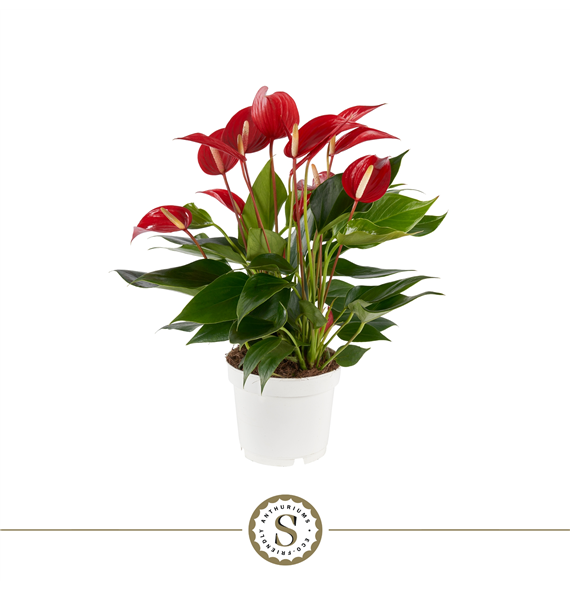 Anthurium Mille Fleurs Roja F00000213