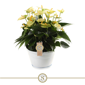 Anthurium Yellow Champion F00000217