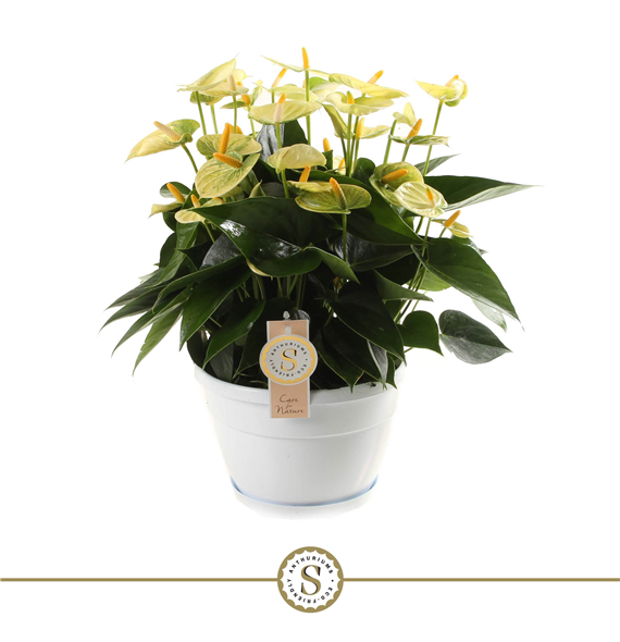Anthurium Yellow Champion F00000217