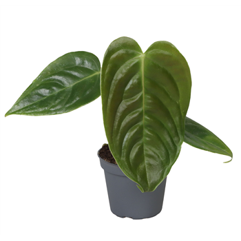 Anthurium Veitchii F00004164