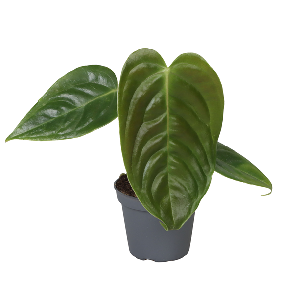 Anthurium Veitchii F00004164