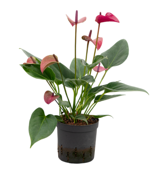 Anthurium andraeanum 'Cirano' 2ANCIBP13