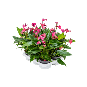 Anthurium andraeanum 'Cirano' 6/tray 4ANANBP83