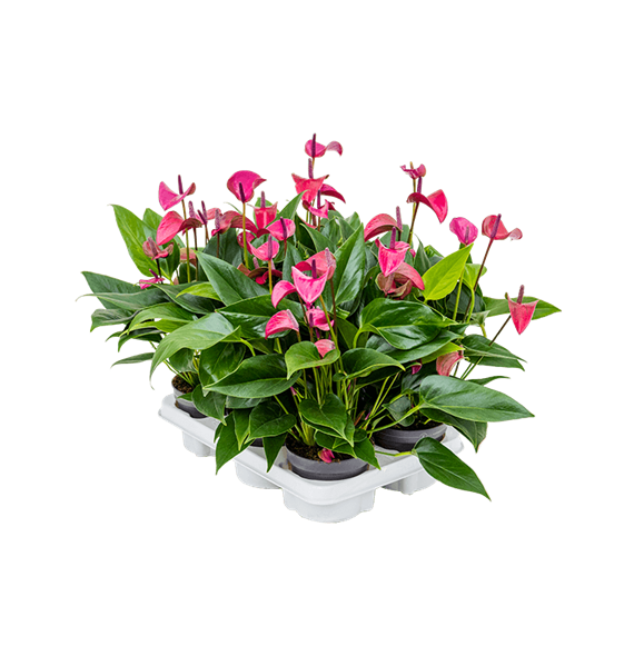 Anthurium andraeanum 'Cirano' 6/tray 4ANANBP83