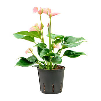 Anthurium andraeanum 'Joli' 2ANJOBP13