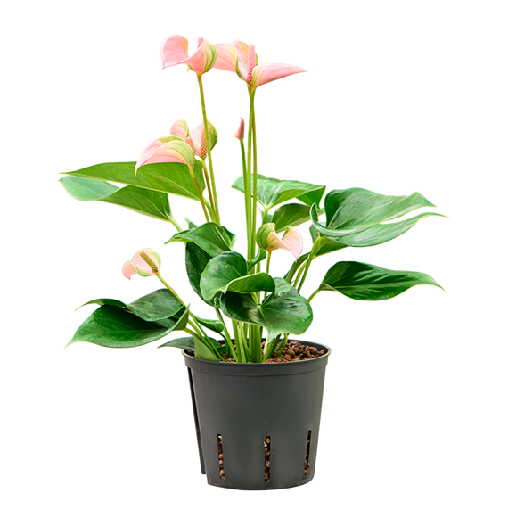 Anthurium andraeanum 'Joli' 2ANJOBP13