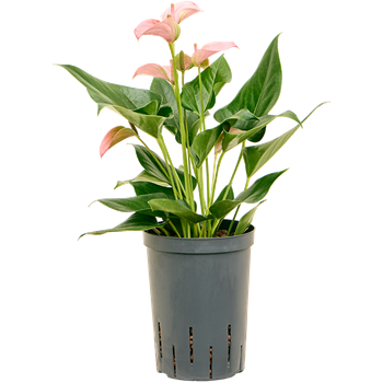 Anthurium andraeanum 'Joli' 1ANJOBP15