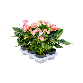 Anthurium andraeanum 'Joli' 6/tray 4ANANBP71