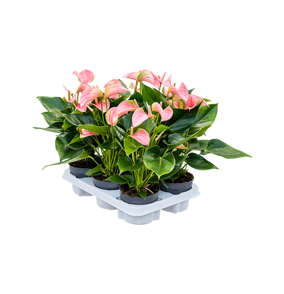 Anthurium andraeanum 'Joli' 6/tray 4ANANBP71