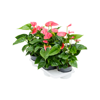 Anthurium andraeanum 'Maine' 4/tray 4ANANBP46
