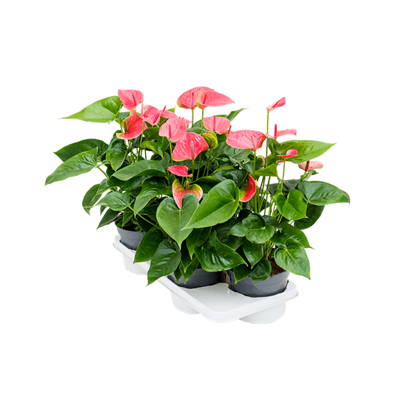 Anthurium andraeanum 'Maine' 4/tray 4ANANBP46