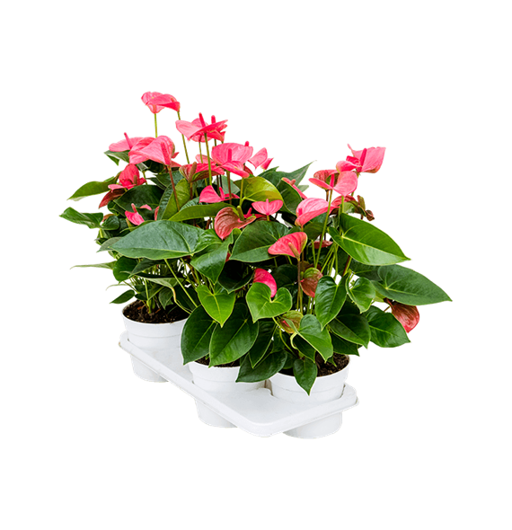 Anthurium andraeanum 'Pink Champion' 4/tray 4ANANBP22