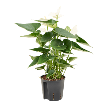 Anthurium andraeanum 'Sierra White' 2ANSWBP13