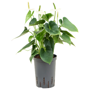 Anthurium andraeanum 'Sierra White' 1ANSWBP15