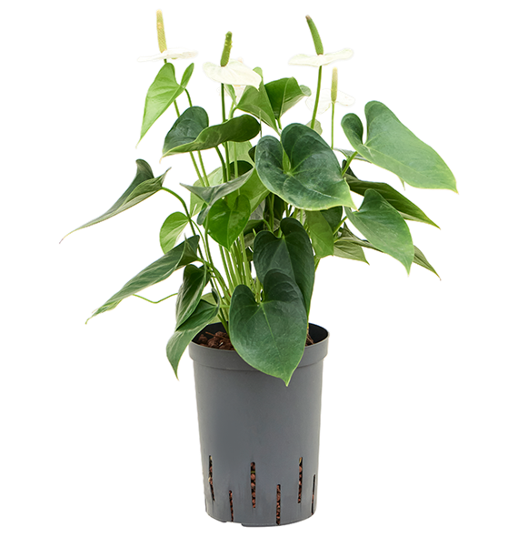 Anthurium andraeanum 'Sierra White' 1ANSWBP15