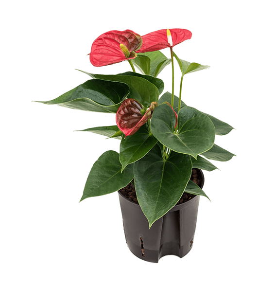 Anthurium andraeanum 'Sierra' 2ANSIBP05
