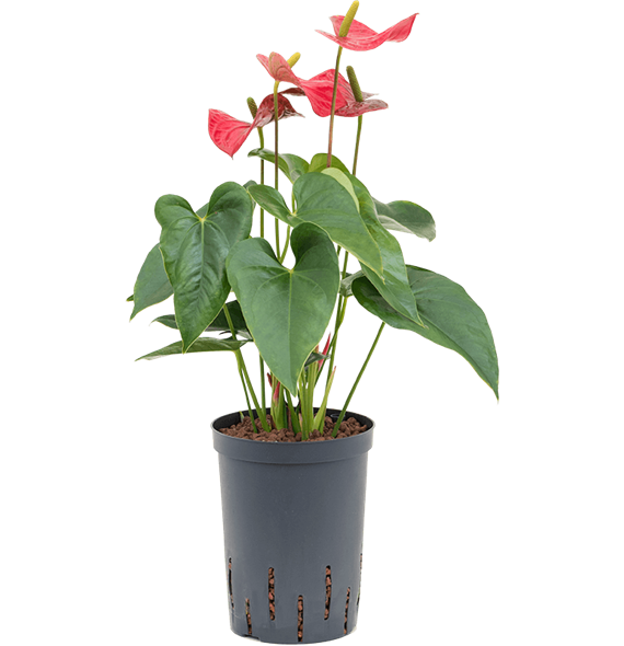 Anthurium andraeanum 'Sierra' 1ANSIBP05
