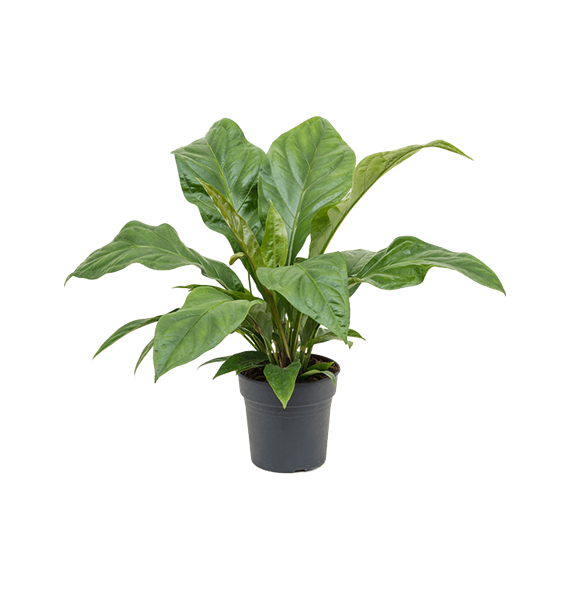 Anthurium elipticum 'Jungle Bush' 4ANJBBU21