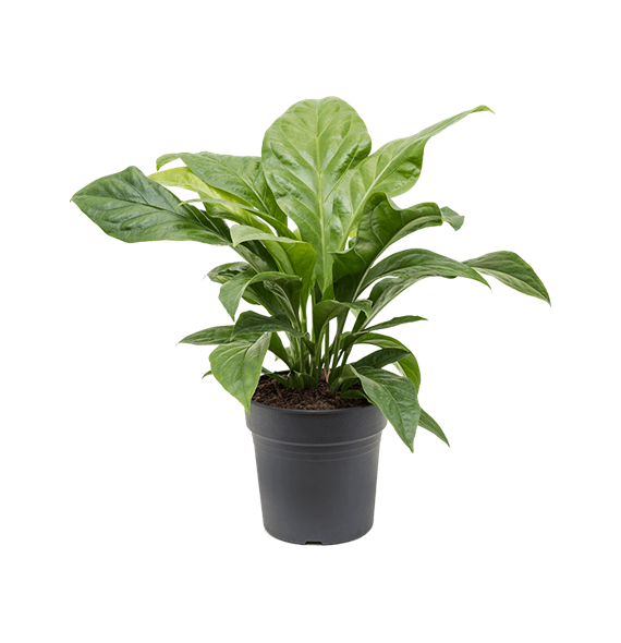 Anthurium elipticum 'Jungle Bush' 4ANJBBU24